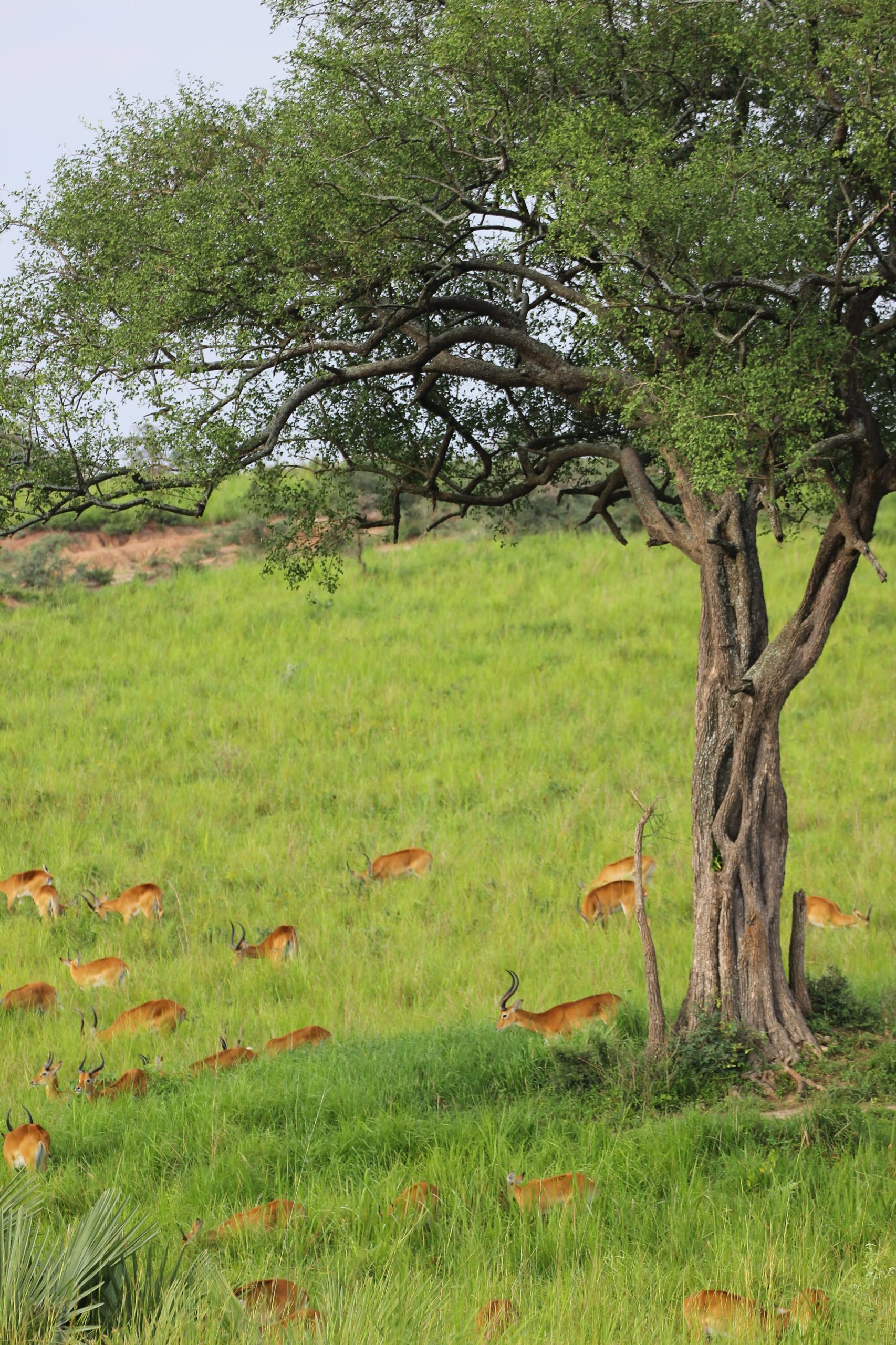 Uganda Express Urlaub in Uganda in einer Woche